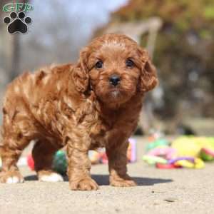 Glen, Cavapoo Puppy